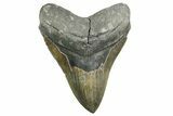 Serrated, Fossil Megalodon Tooth - North Carolina #355701-1
